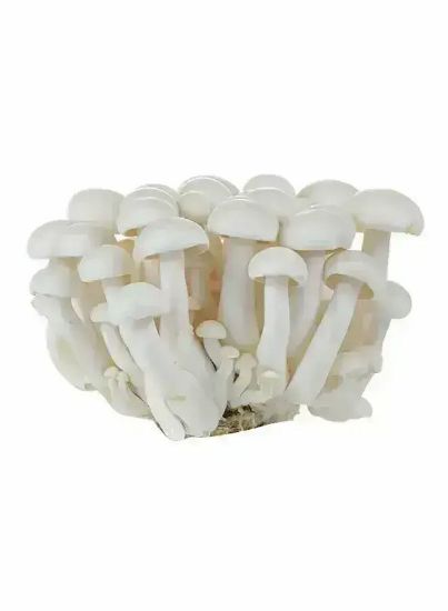 Picture of Shimeji Mushroom White