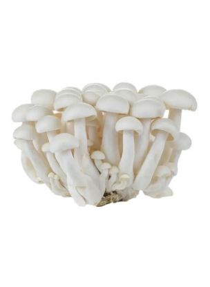 Picture of Shimeji Mushroom White 1Pack