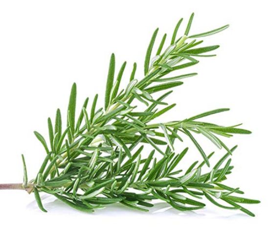 Picture of ROSEMARY NL 25GM