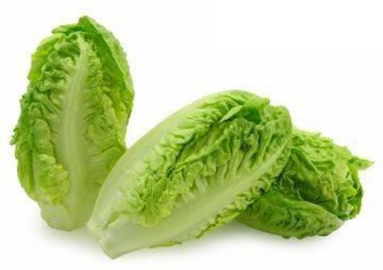 Picture of Lettuce Little Gem Holland 2 Piece