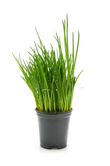 Picture of Chives In Pots Local 1pc